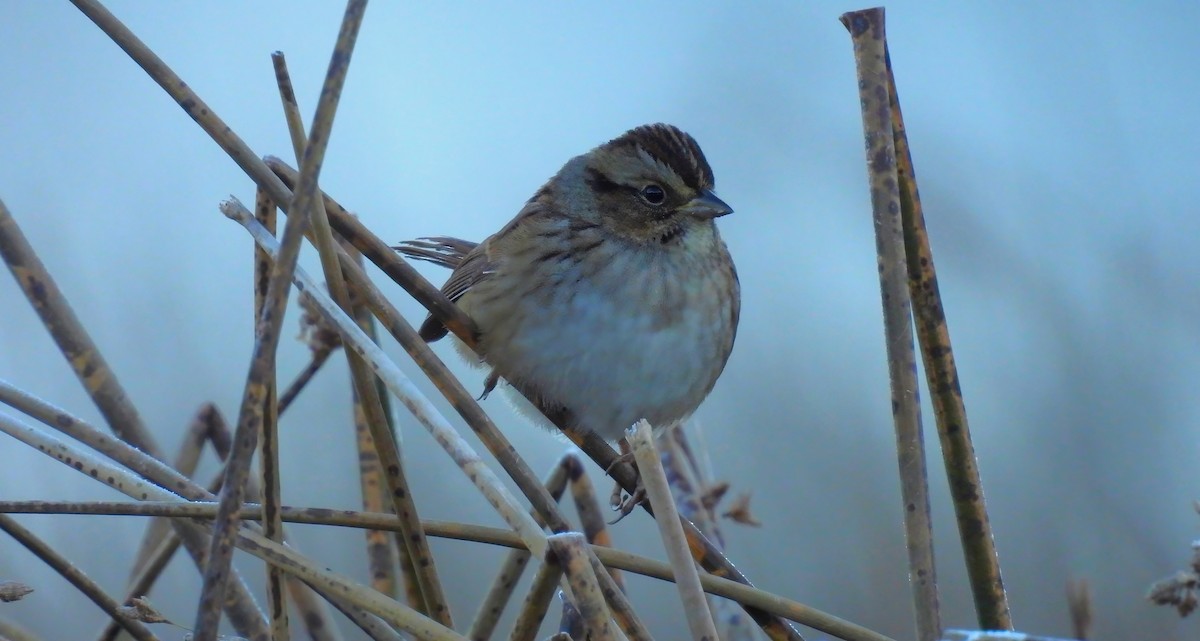 Swamp Sparrow - ML643522058