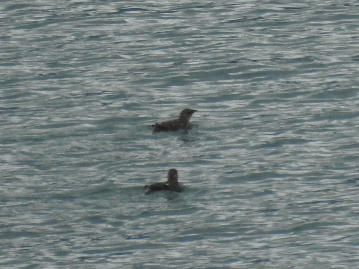 Marbled Murrelet - ML643522061