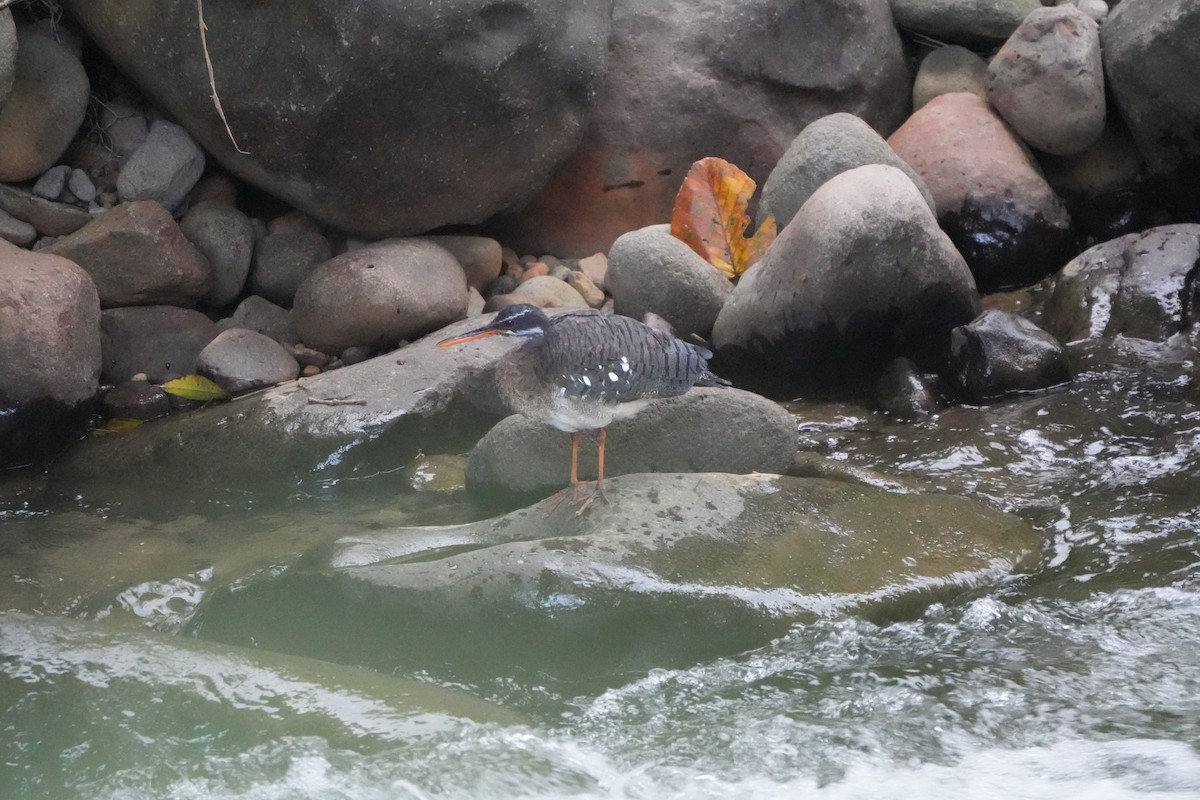 Sunbittern - ML643522074