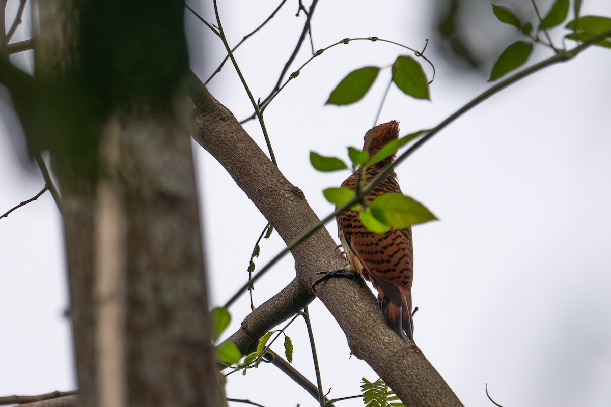 Waved Woodpecker - ML643522080