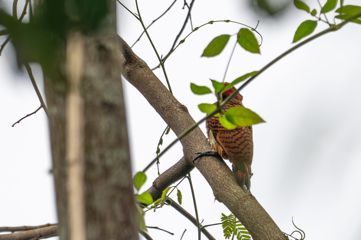Waved Woodpecker - ML643522081
