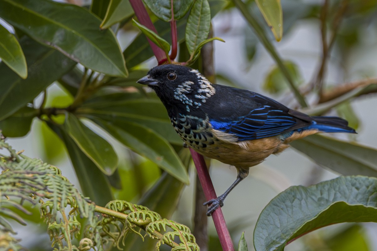 Spangle-cheeked Tanager - ML643522085