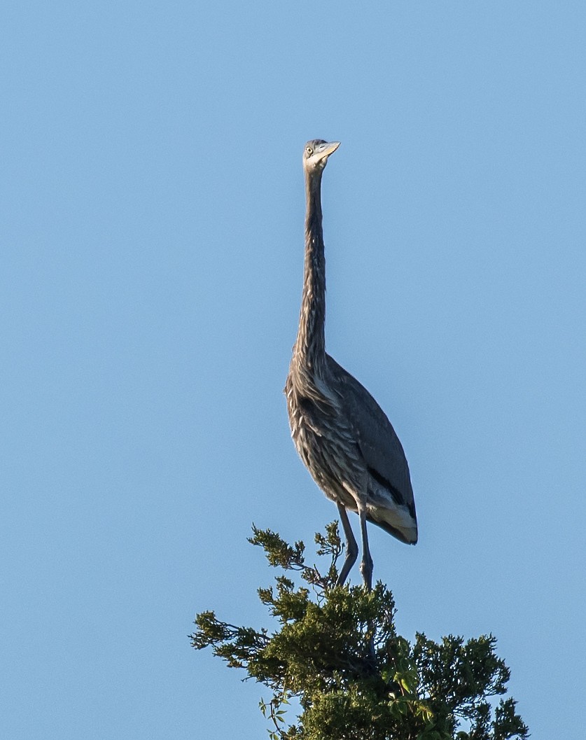 Great Blue Heron - ML643522087