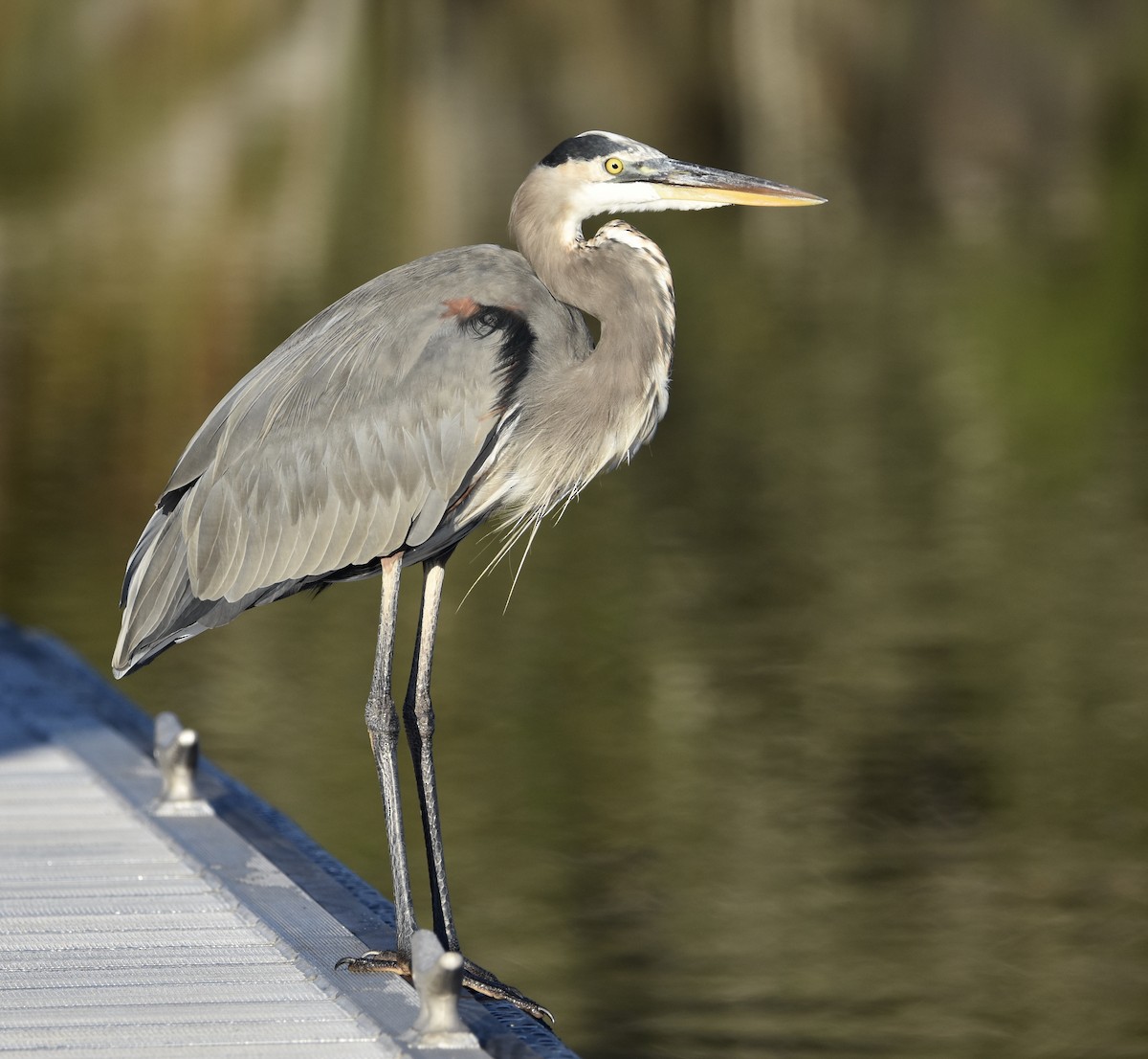 Great Blue Heron - ML643522093