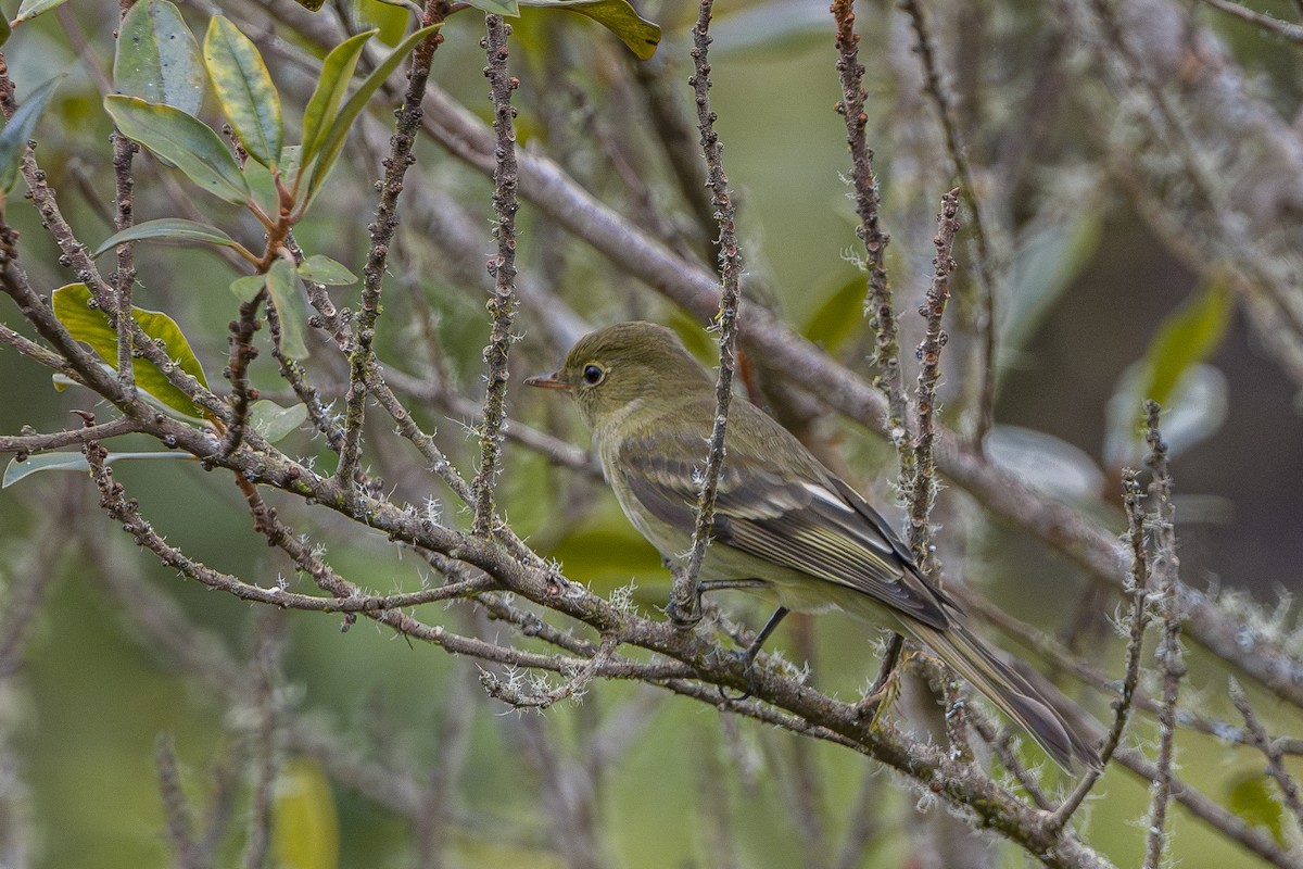 Mountain Elaenia - ML643522097