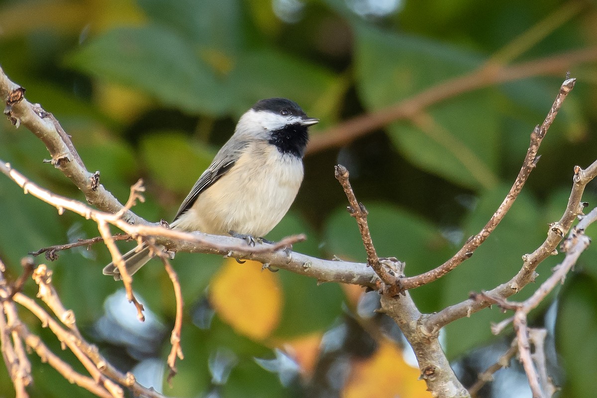 Carolina Chickadee - ML643522098