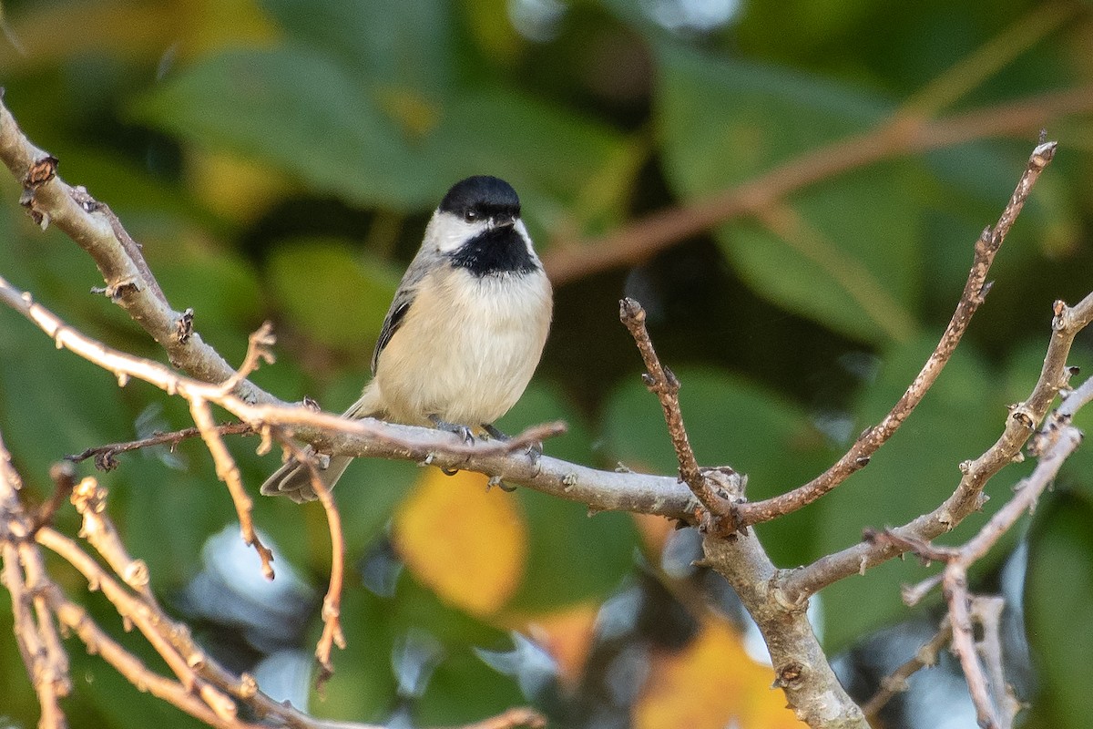Carolina Chickadee - ML643522099