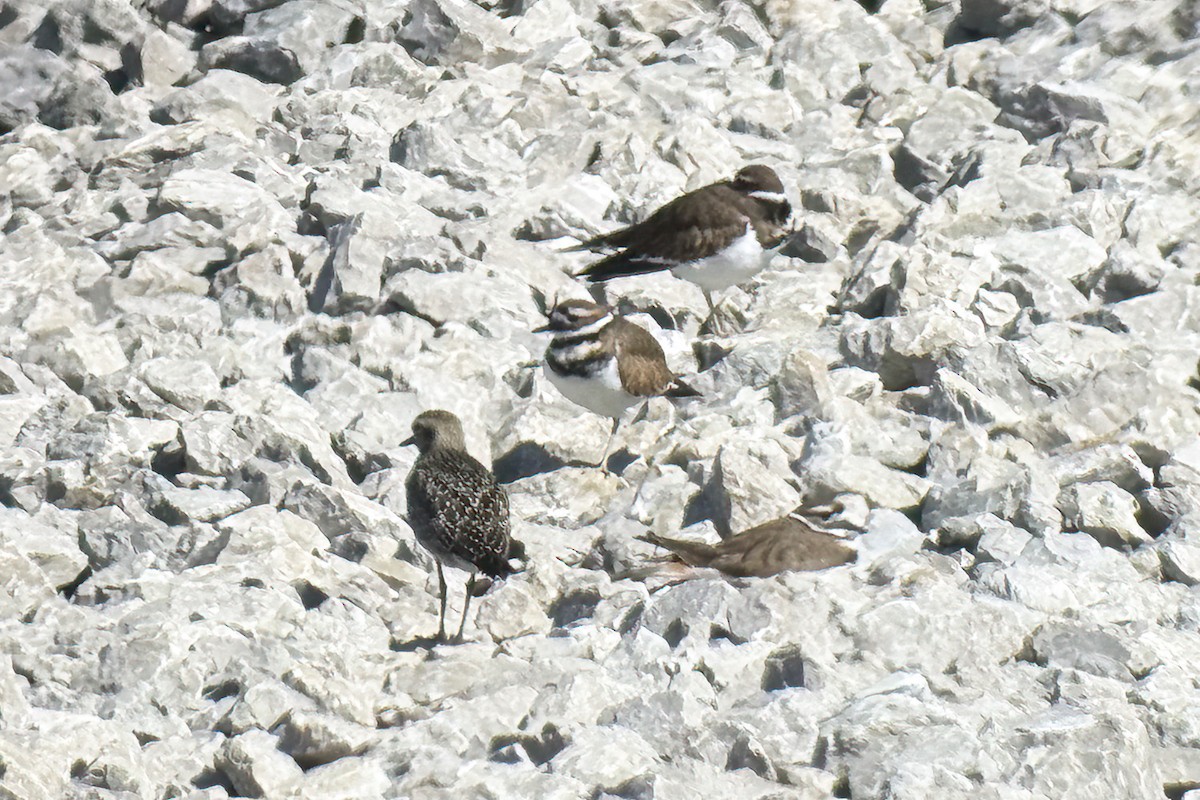 Black-bellied Plover - ML643522102