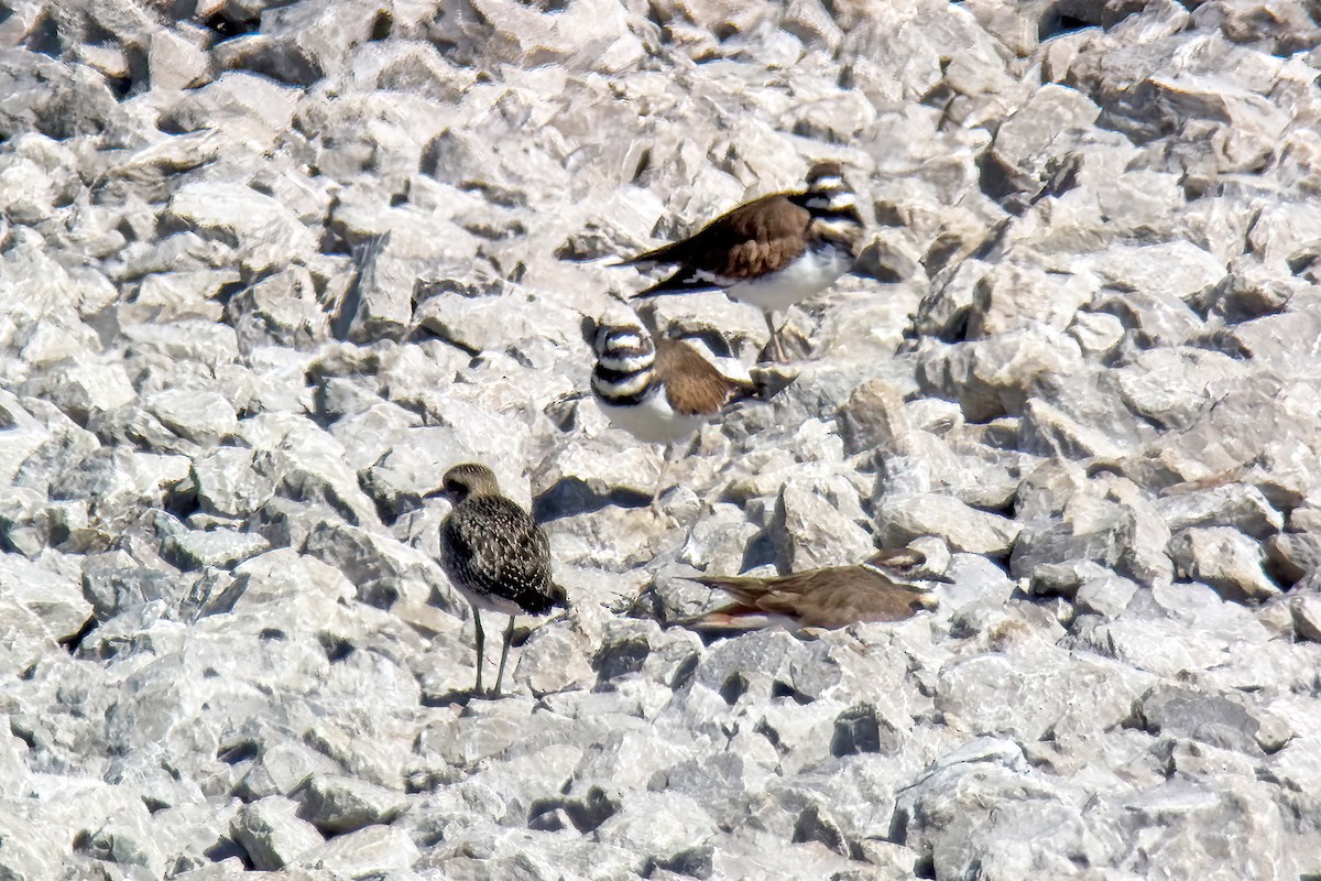 Black-bellied Plover - ML643522103