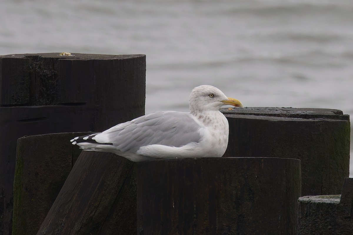 American Herring Gull - ML643522104