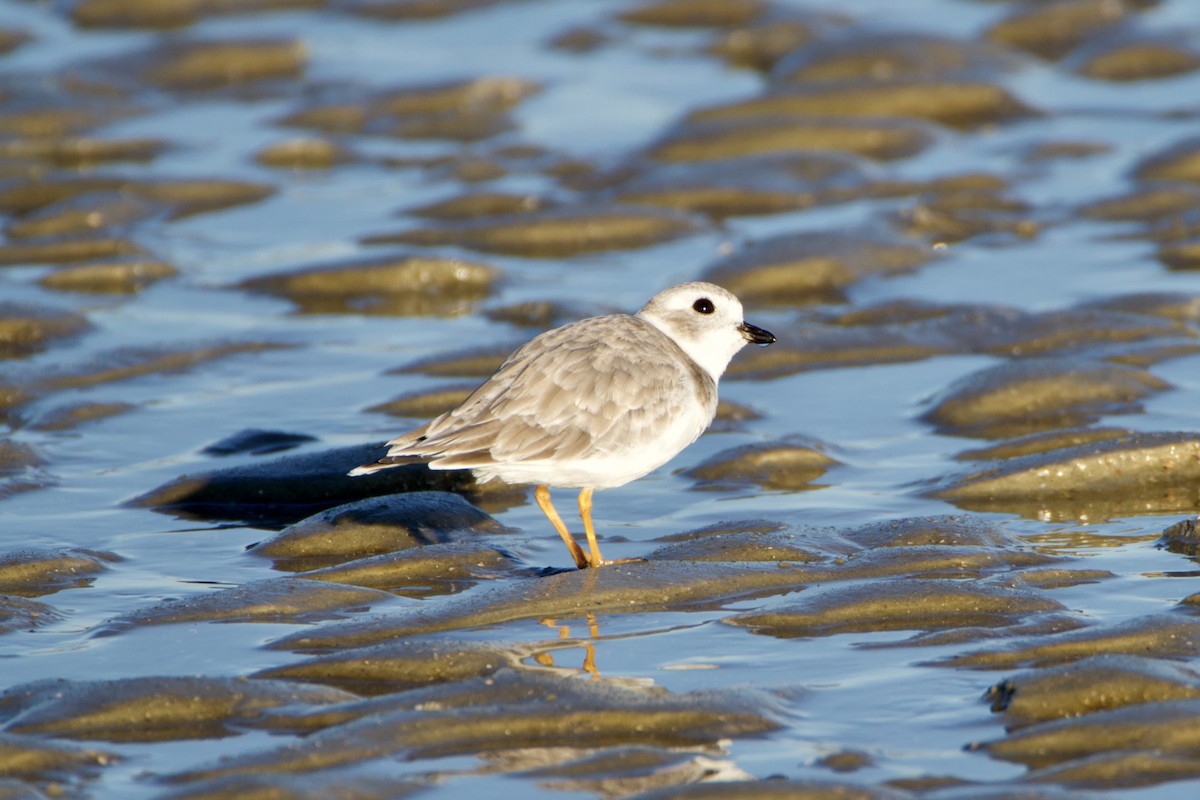 Piping Plover - ML643522106