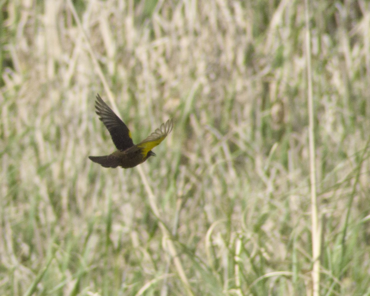 Brown-and-yellow Marshbird - ML643522110