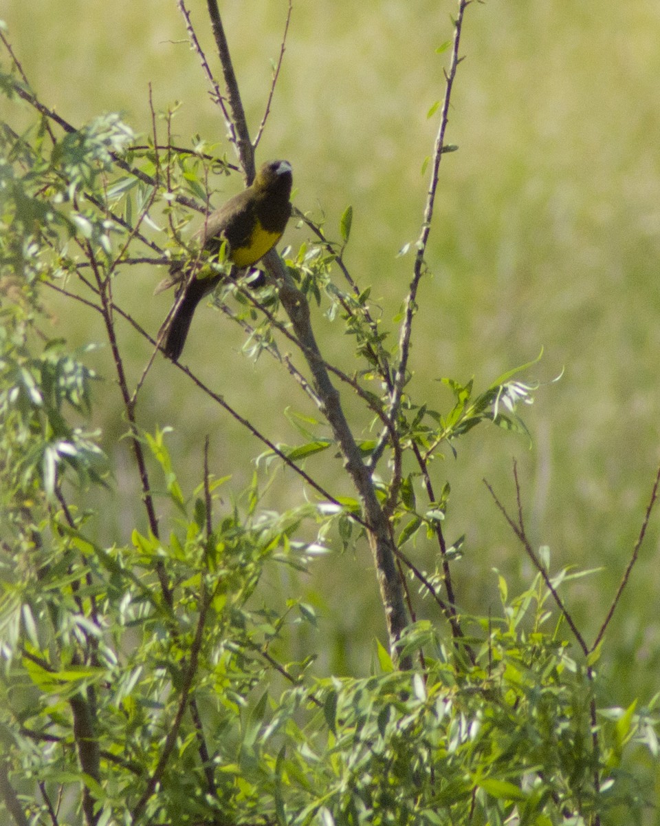Brown-and-yellow Marshbird - ML643522111