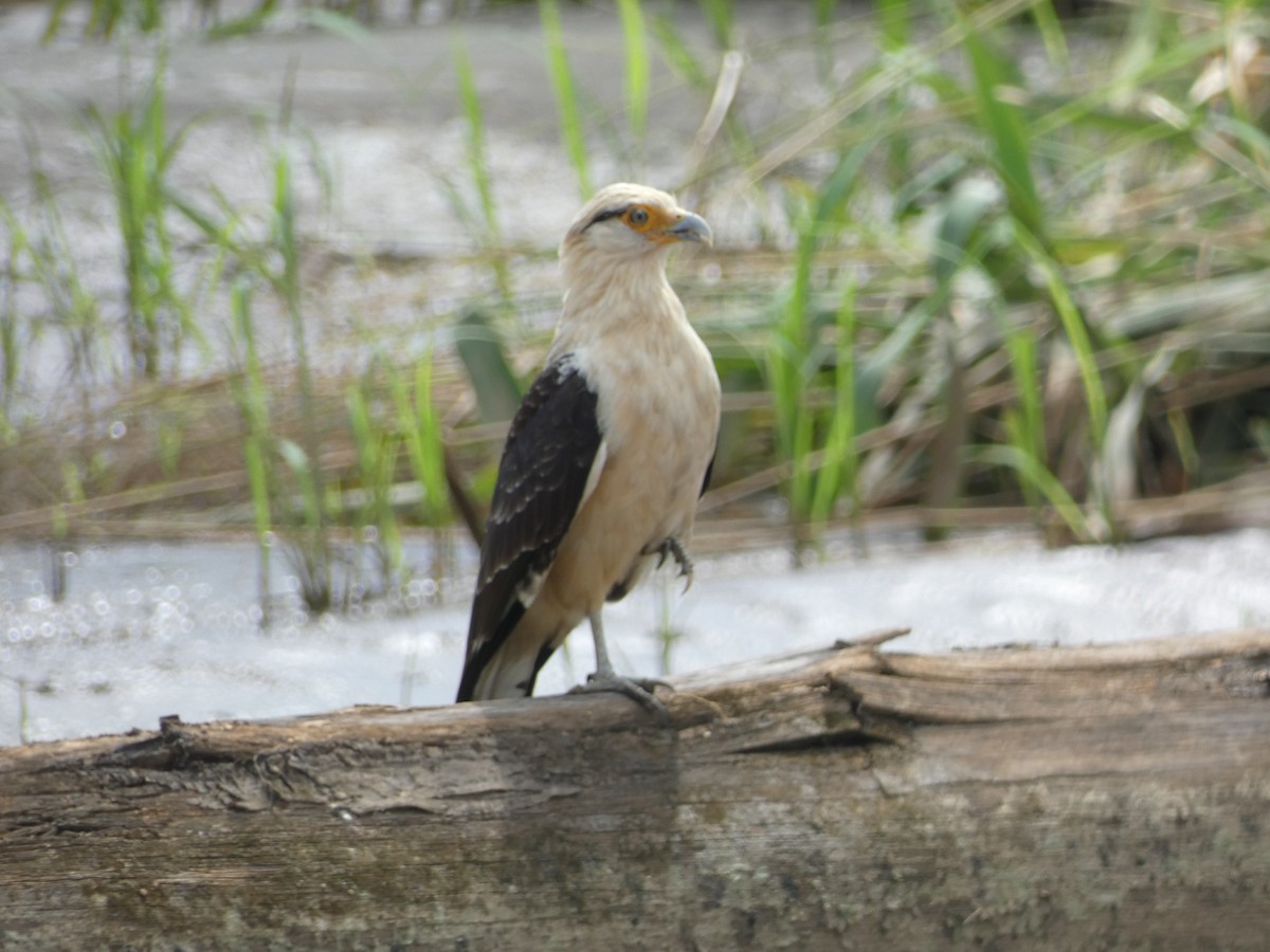 Yellow-headed Caracara - ML643522113