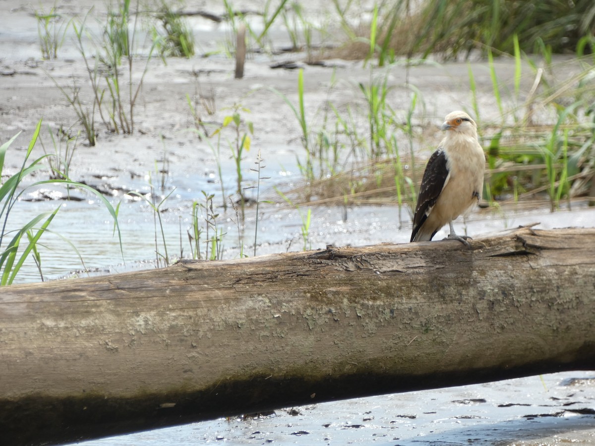 Yellow-headed Caracara - ML643522114