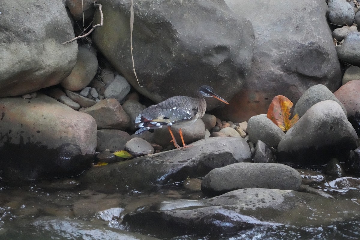 Sunbittern - ML643522121