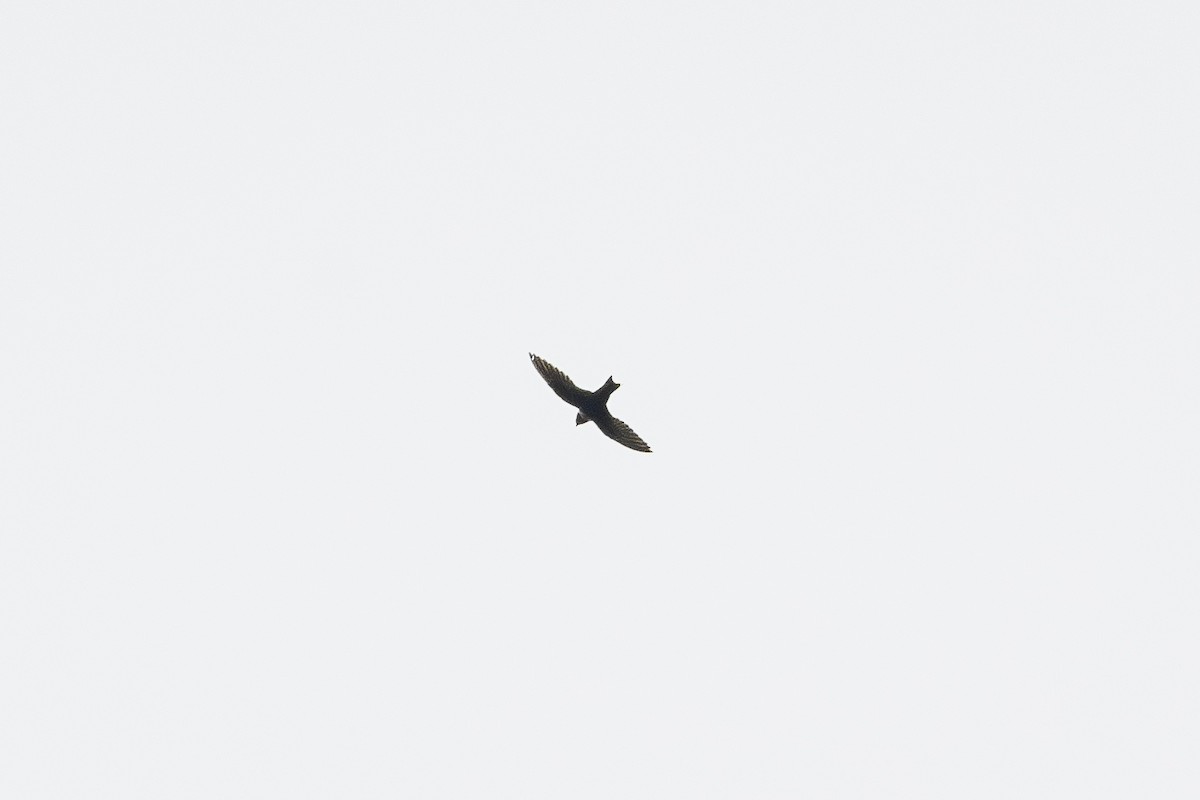White-collared Swift - ML643522122