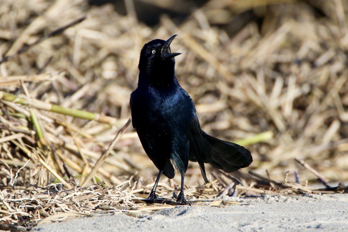 Boat-tailed Grackle - ML643522127
