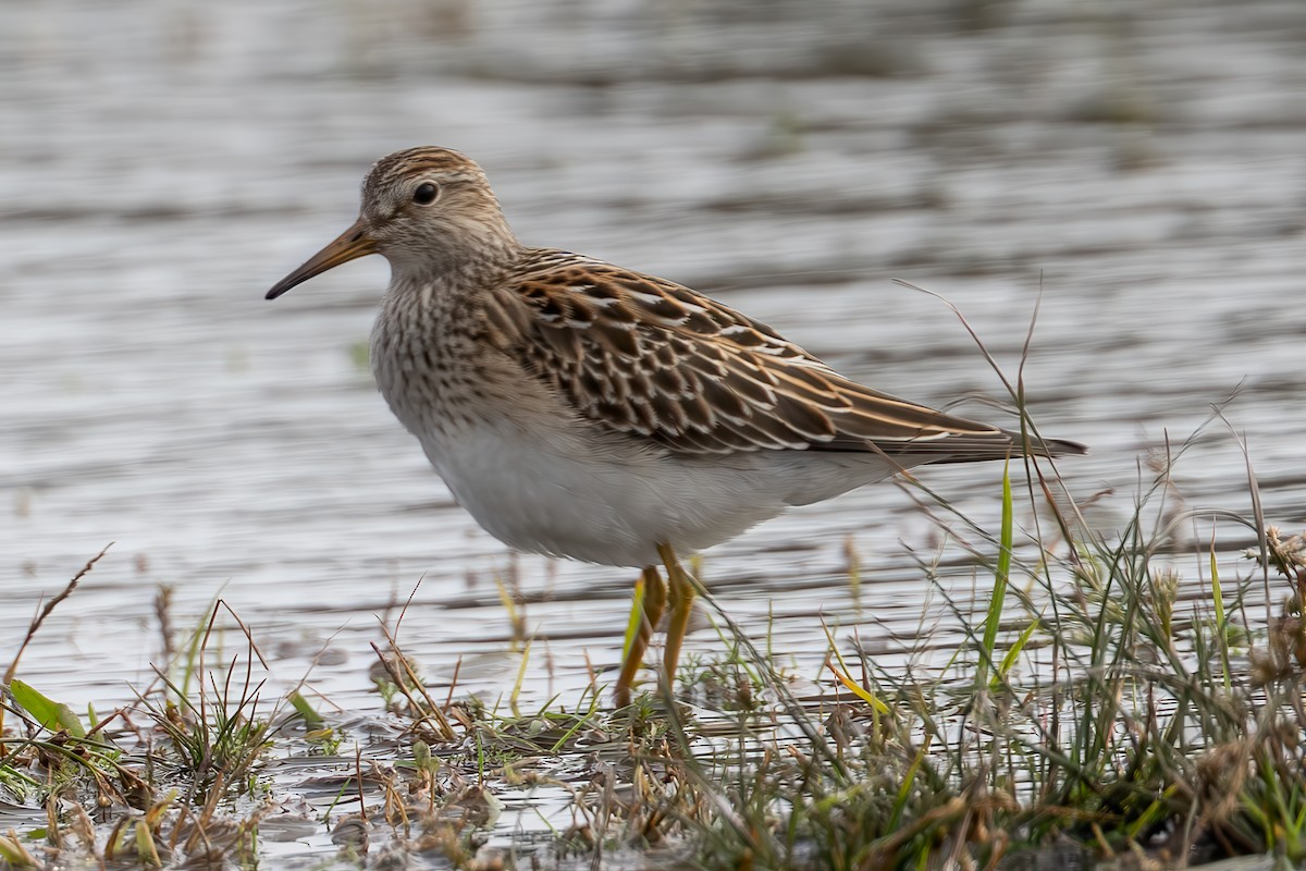 Pectoral Sandpiper - ML643522132