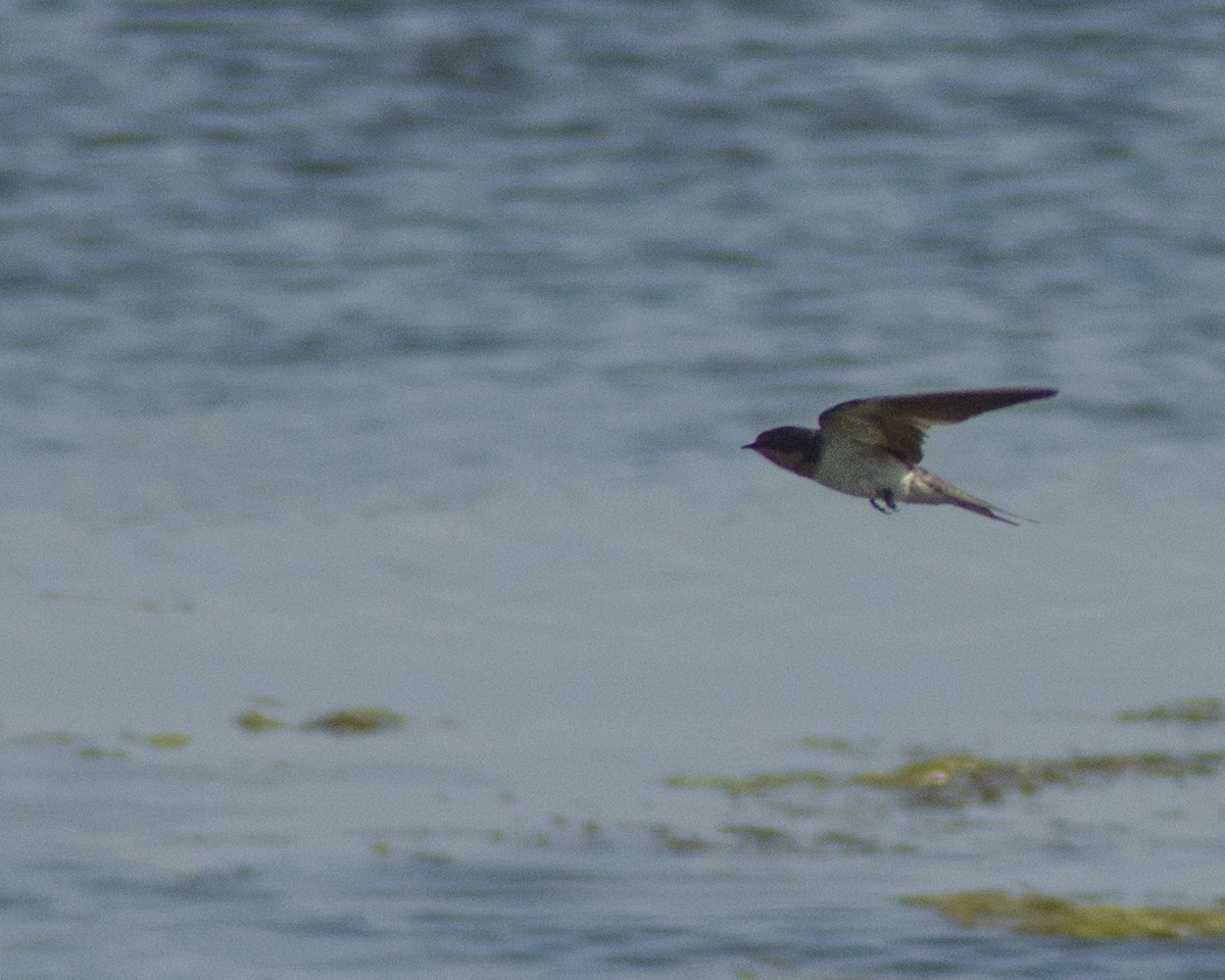 Barn Swallow - ML643522133