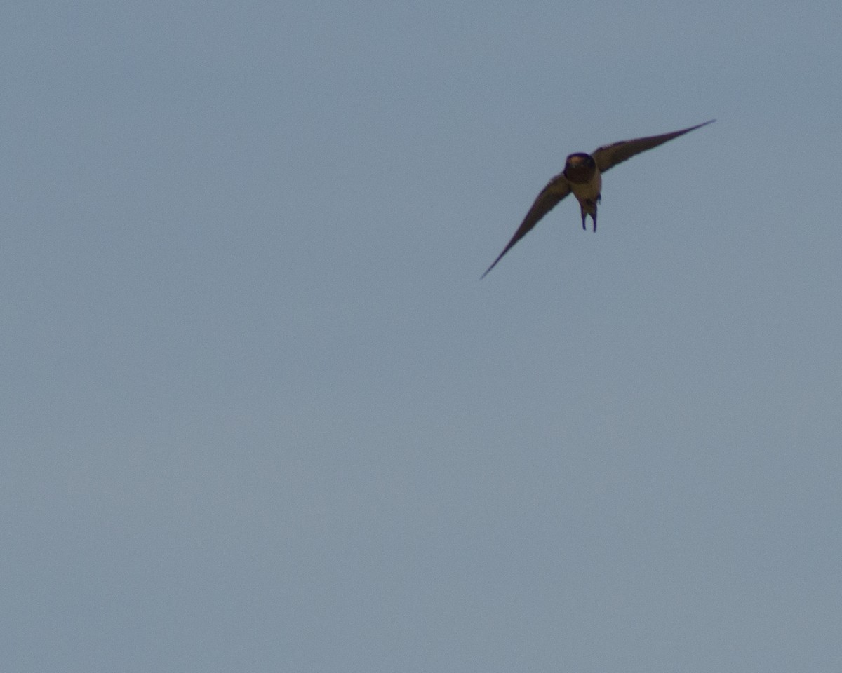Barn Swallow - ML643522134
