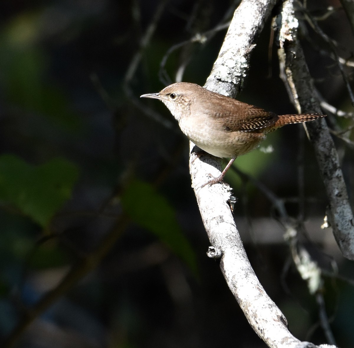 Northern House Wren - ML643522135