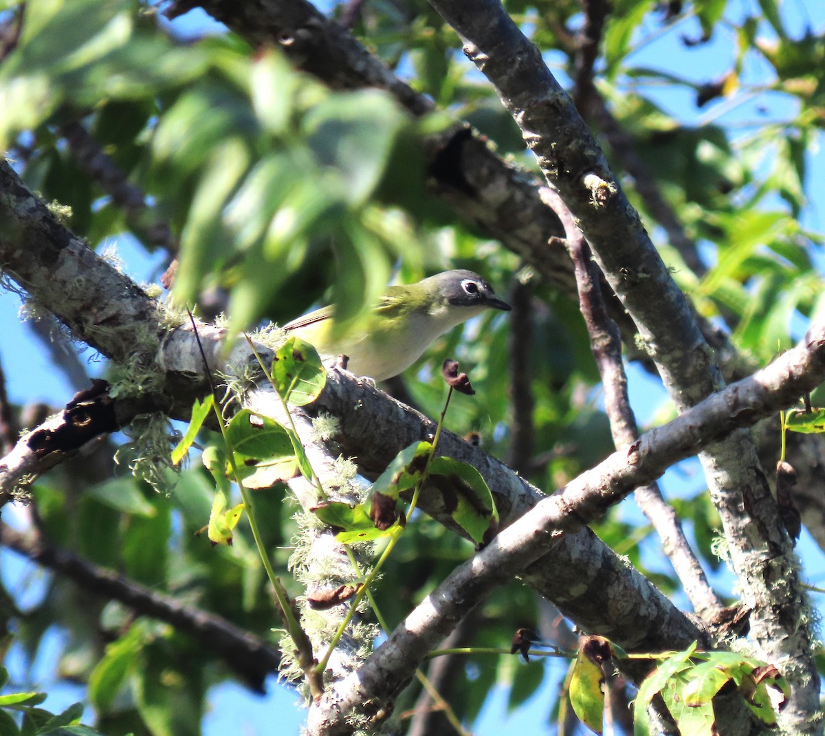 Blue-headed Vireo - ML643522137