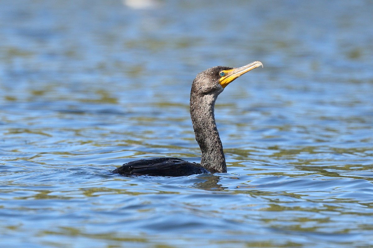 Double-crested Cormorant - ML643522140
