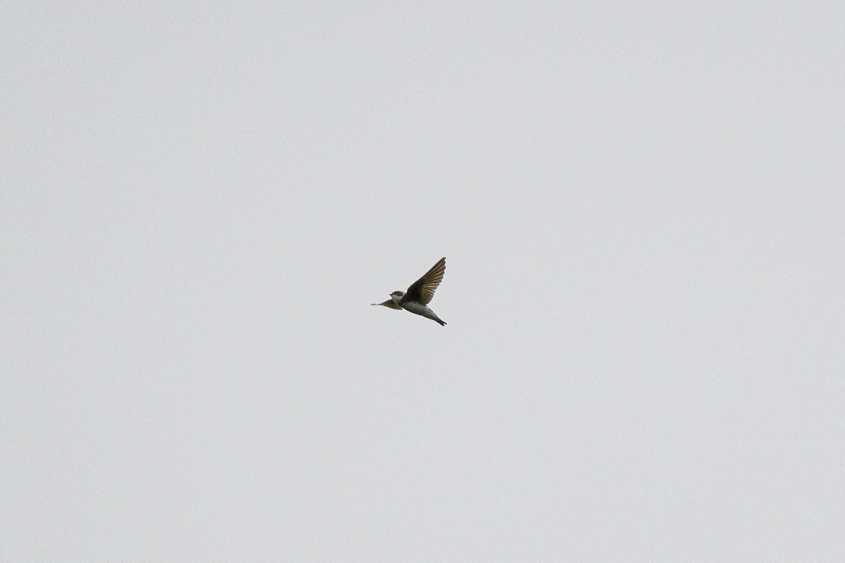 Bank Swallow - ML643522143