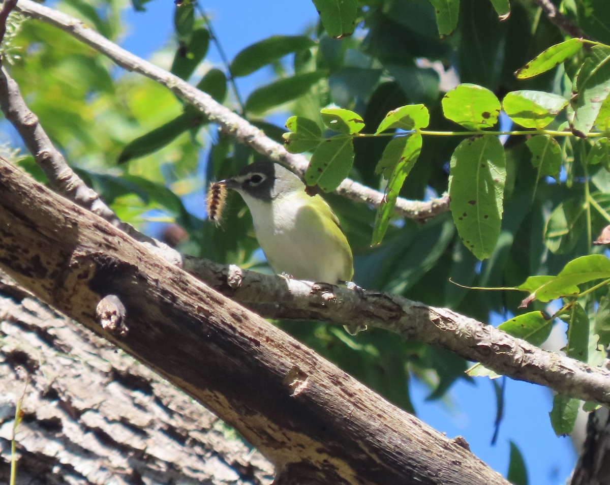 Blue-headed Vireo - ML643522144