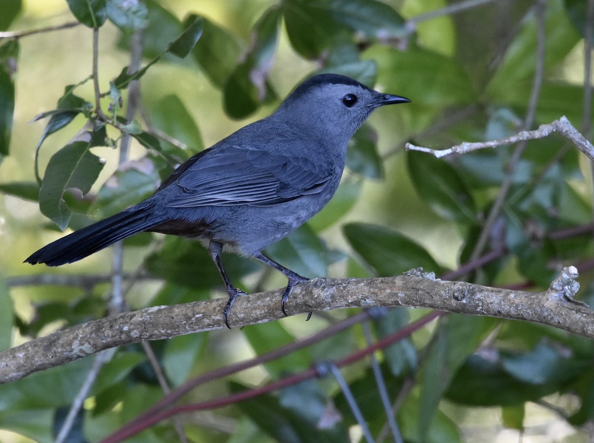 Gray Catbird - ML643522172