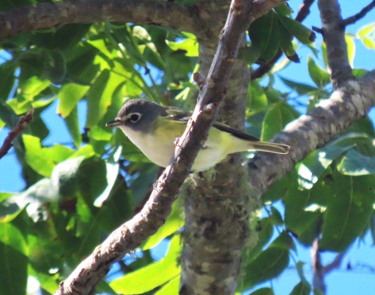 Blue-headed Vireo - ML643522176