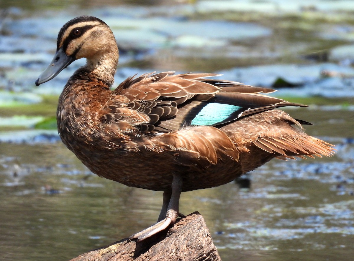 Pacific Black Duck - Paul Dobbie