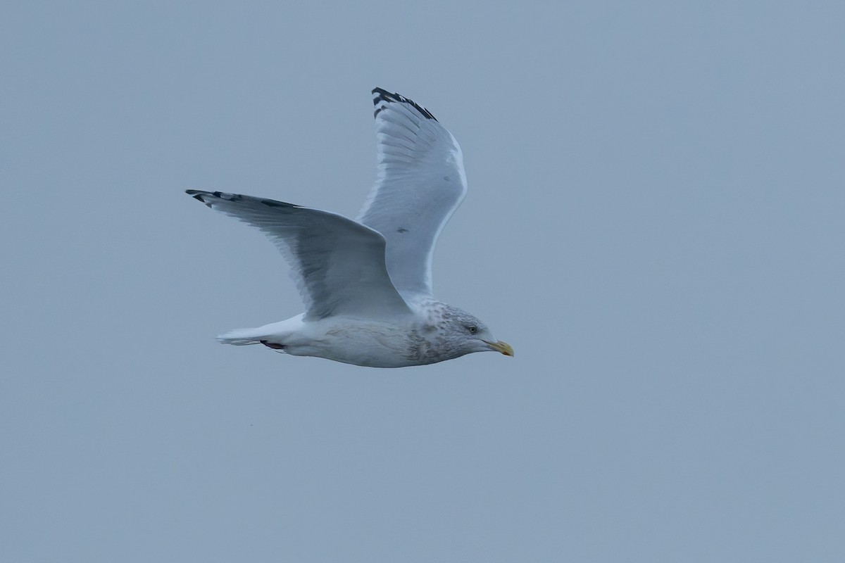 gull sp. - ML643522186