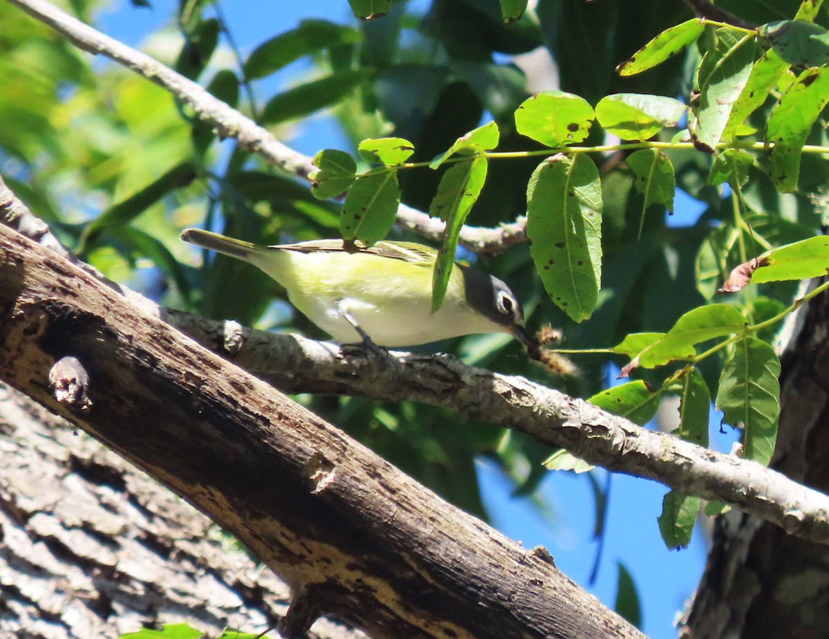 Blue-headed Vireo - ML643522193