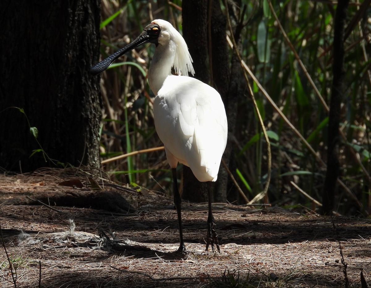 Royal Spoonbill - ML643522204