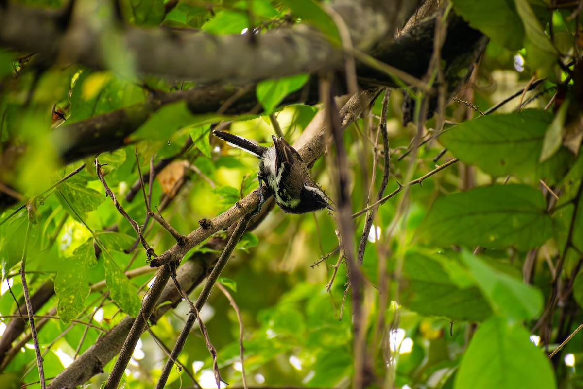 Northern White-fringed Antwren - ML643522207