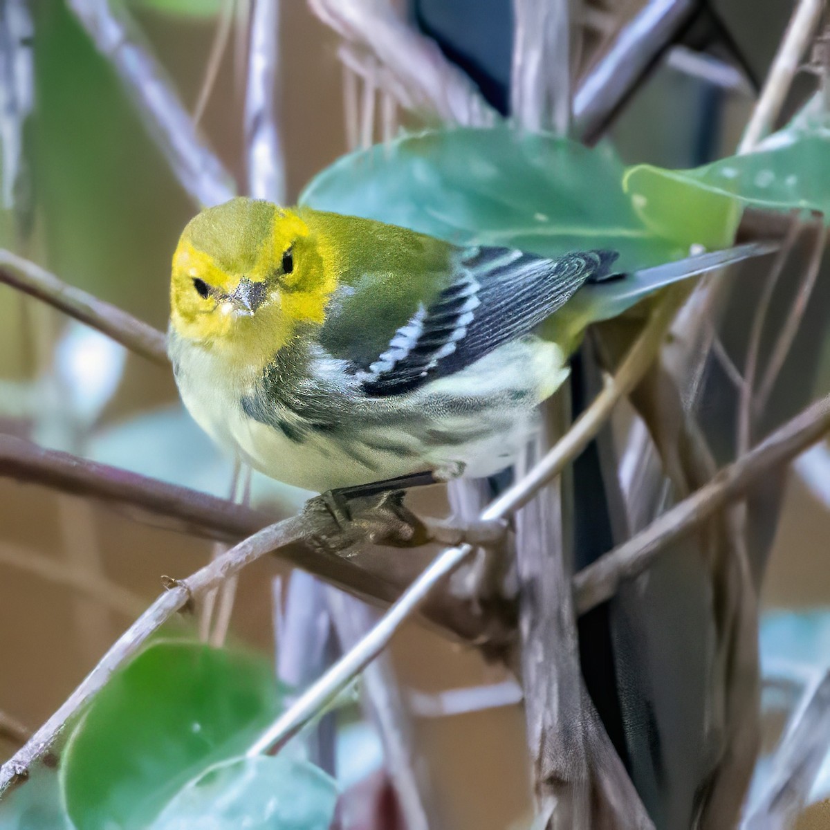 Grünmantel-Waldsänger - ML643522213