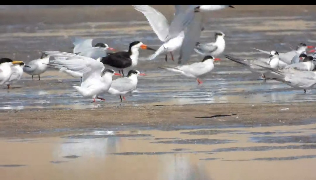 zoboun americký - ML643522226