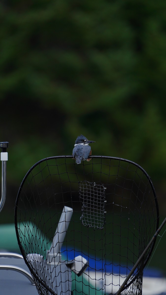 Belted Kingfisher - ML643522230