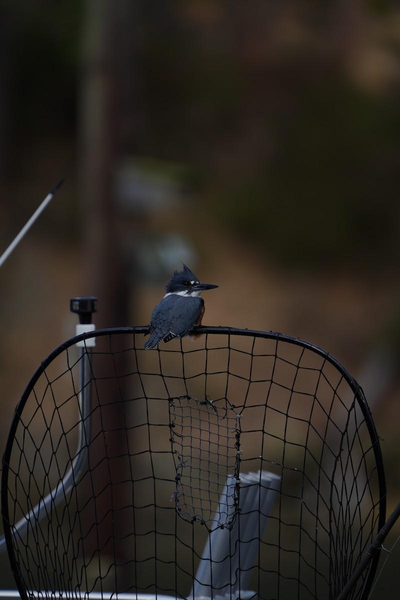 Belted Kingfisher - ML643522231