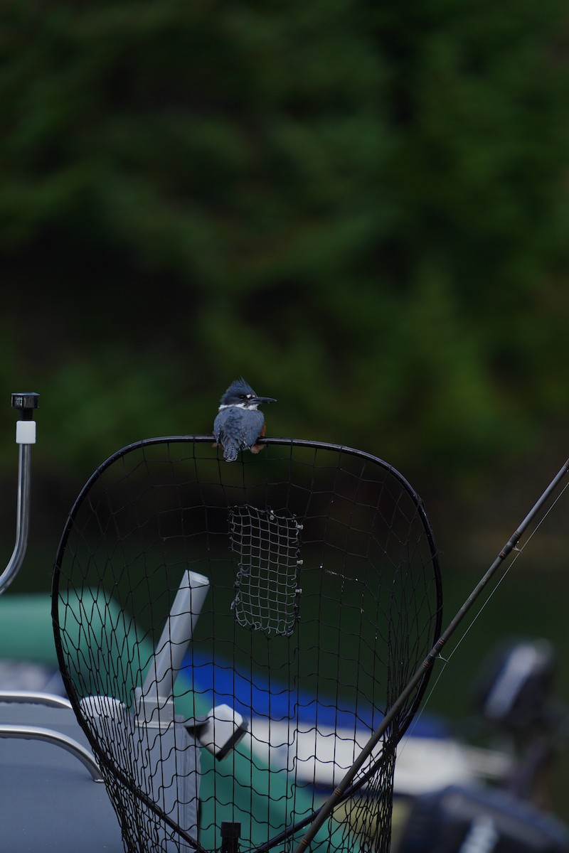 Belted Kingfisher - ML643522235