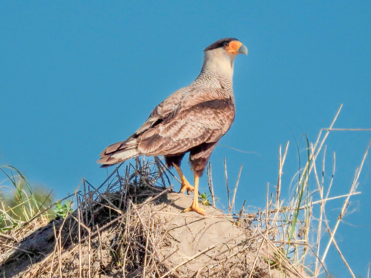 karančo jižní - ML643522281