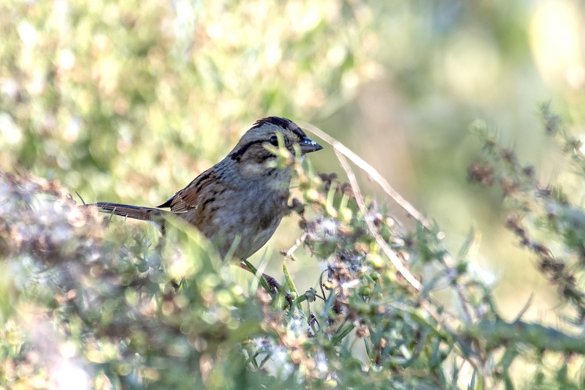 Swamp Sparrow - ML643522282