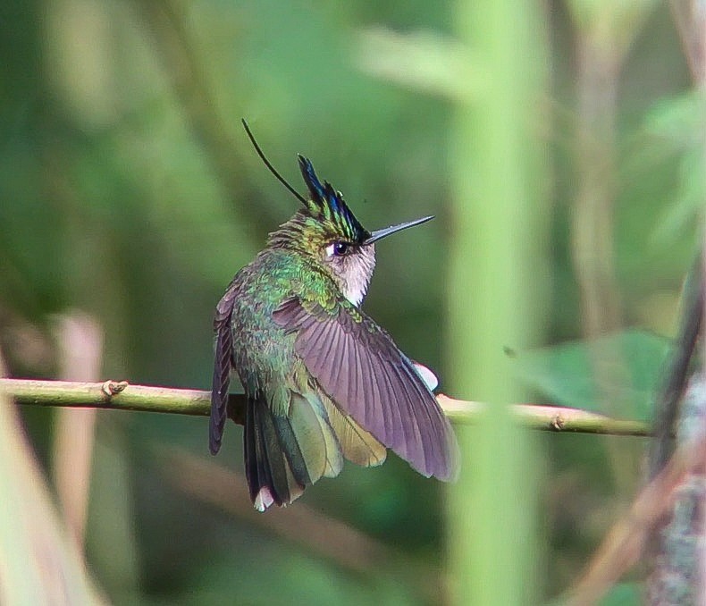 Колібрі пурпуровочубий - ML643522283