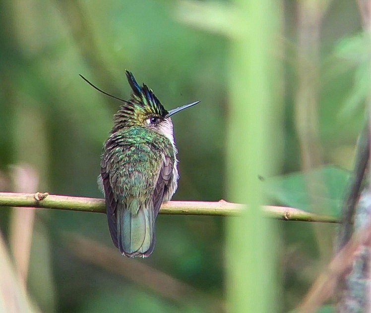 Колібрі пурпуровочубий - ML643522284