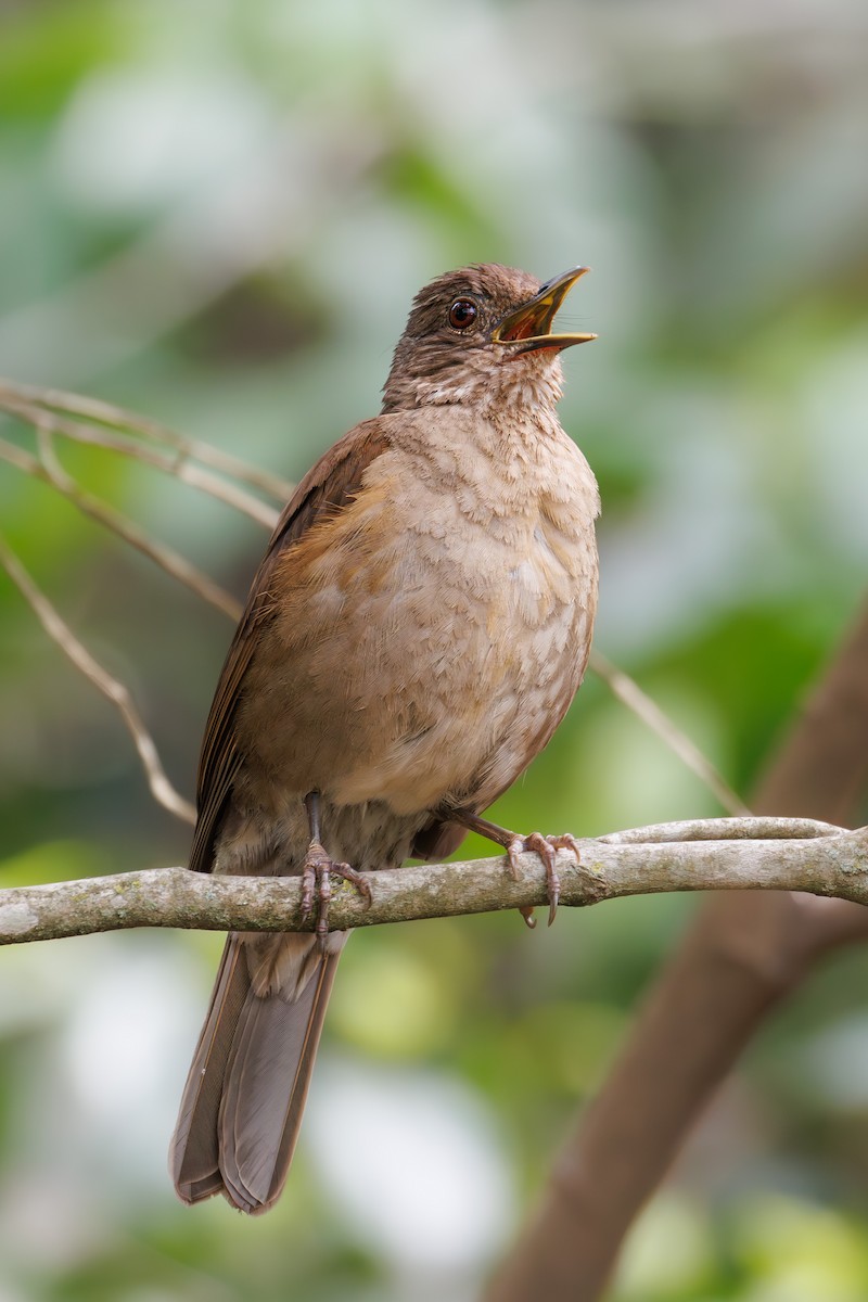 Pale-breasted Thrush - ML643522286