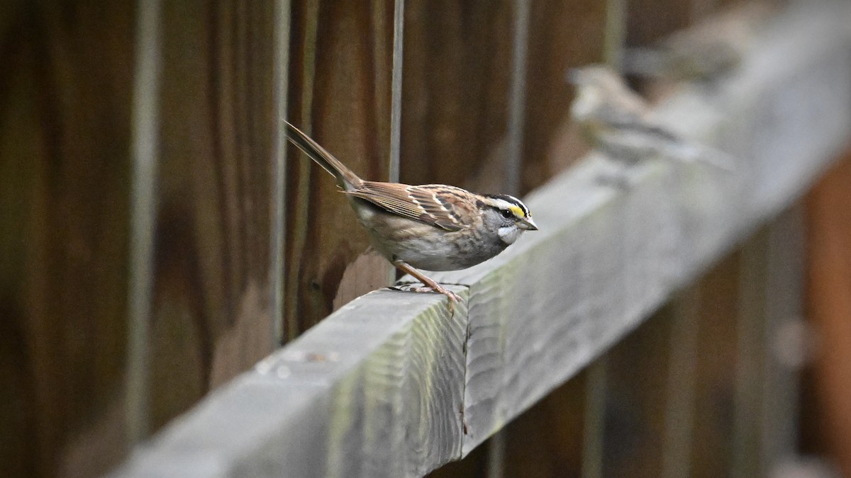 White-throated Sparrow - ML643522302