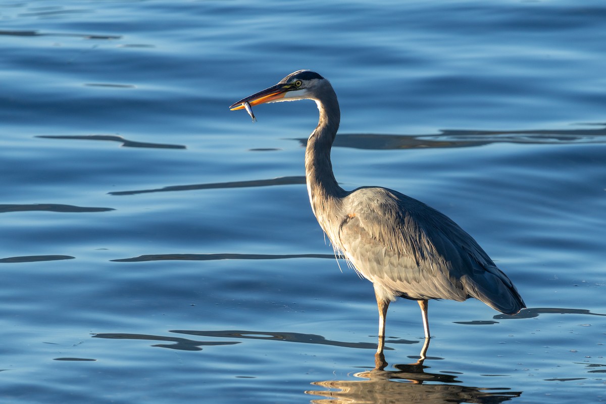 Great Blue Heron - ML643522312