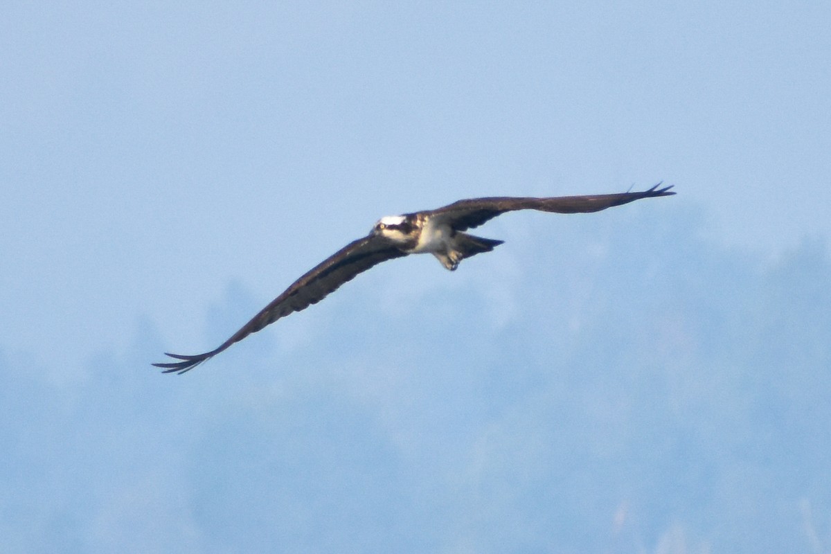 Águila Pescadora - ML643522317
